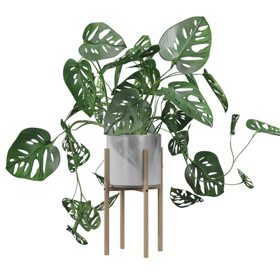 Plants collection 028 - Monstera monkey mask 02 — Ver 4