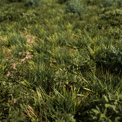 Nature Meadow - Grass Set 30 — Ver 6