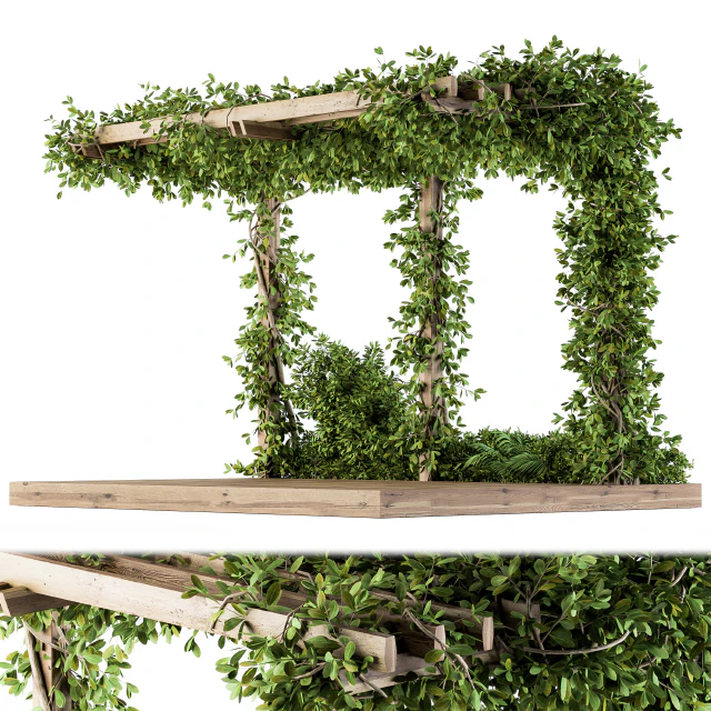 Ivy Plants on Pergola — Descargar