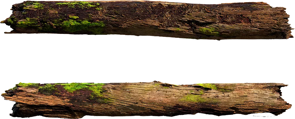 mossy tree log 002 — Скачать