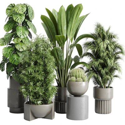 Collection indoor plant 206 plant cactus — Ver 1