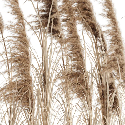 A bunch of Pampas 8 — Вид 5