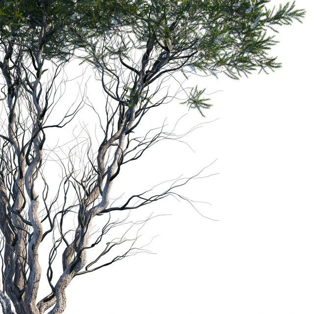 Melaleuca Lanceolata | Black Paperbark | Moonah # 1 — Descargar