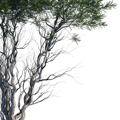 Melaleuca Lanceolata | Black Paperbark | Moonah # 1 — Ver 2