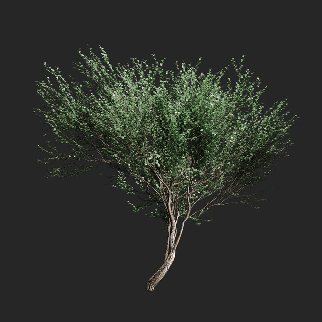 Set of olive trees v2. 4 models — Descargar