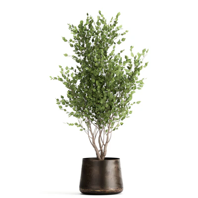 Collection of tree plants in outdoor metal rusty pots Banana palm, . Set 949. — Ver 6
