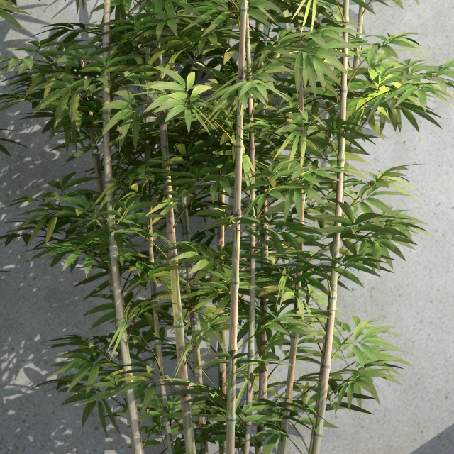 Bamboo 3 — Descargar