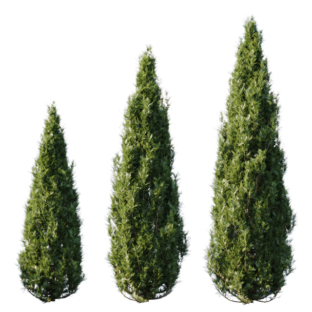 Thuja — Descargar