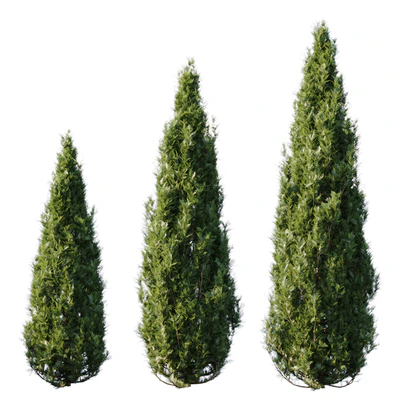 Thuja — Ver 1