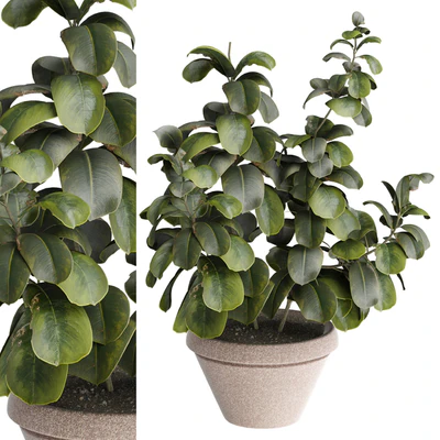 indoor Plant 491 — Ver 1