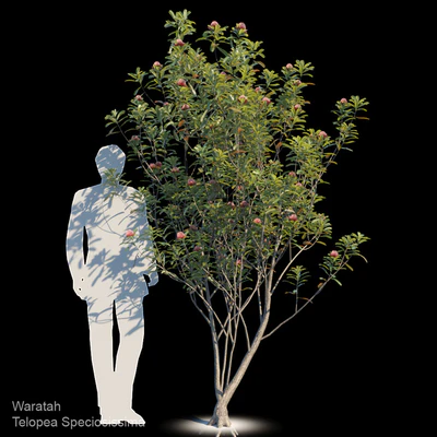 Waratah | Telopea speciosissima var2 — Ver 1