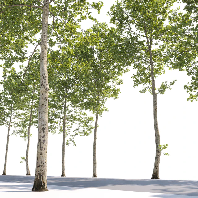 Plane-tree / Sycamore / Platanus #17 — Descargar