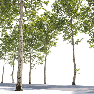 Plane-tree / Sycamore / Platanus #17 — Ver 7
