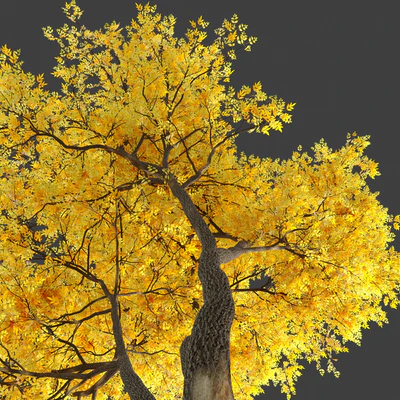 Autumn summit green ash (Fraxinus pennsylvanica Summit) — Ver 5