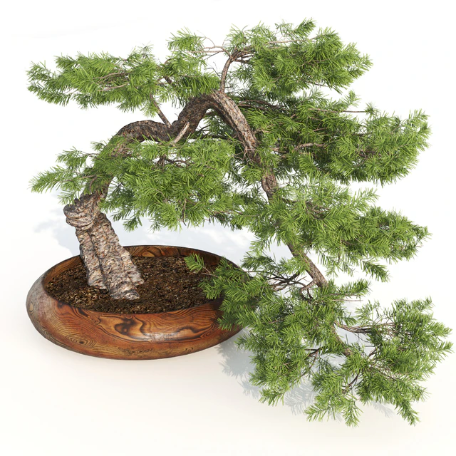 bonsai04 — Descargar