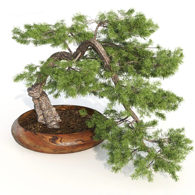 bonsai04 — Ver 4
