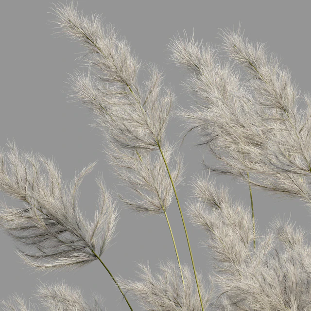 pampas grass 3 — Descargar
