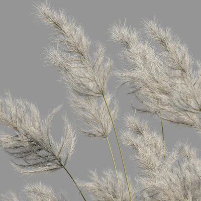 pampas grass 3 — Ver 5