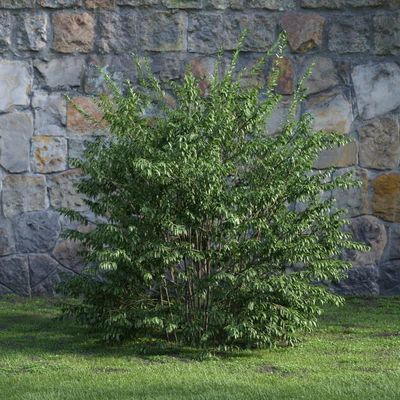 plants and bushes 015 — Descargar