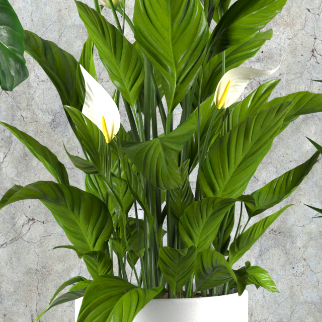 Contemporary houseplant set 3 — Descargar