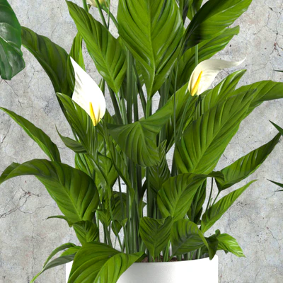 Contemporary houseplant set 3 — Ver 3