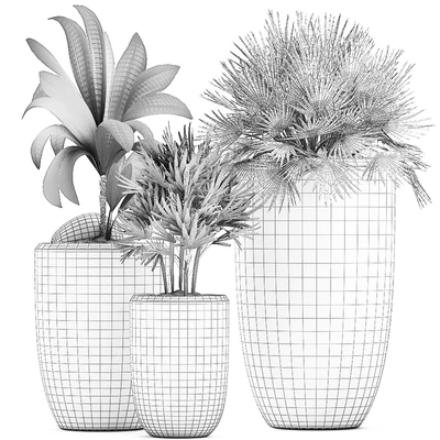 Collection of small plants in ethnic aged pots with coconut nutsifera, fan palm, Rhapis . Set 475. — Ver 5