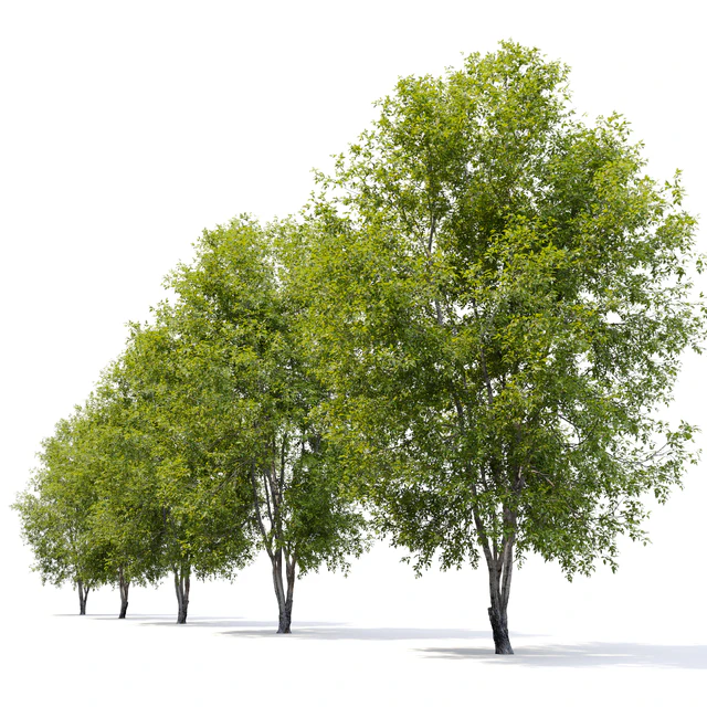 Fraxinus mandshurica 2 — Descargar