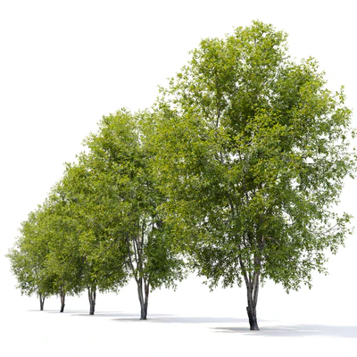 Fraxinus mandshurica 2 — Ver 6