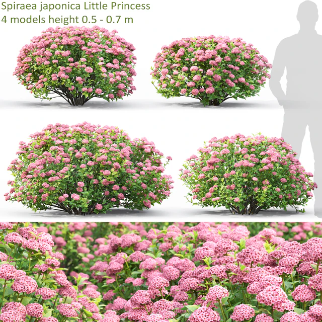 Spiraea — Скачать