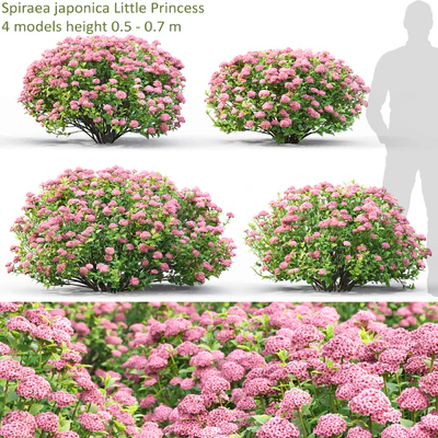 Spiraea — Вид 4