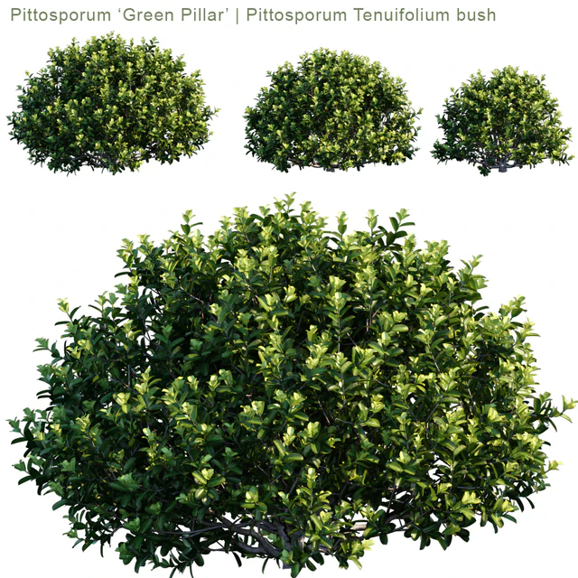 Pittosporum "Green Pillar" | Pittosporum tenuifolium bush — Descargar