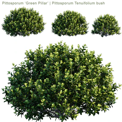 Pittosporum "Green Pillar" | Pittosporum tenuifolium bush — Ver 1