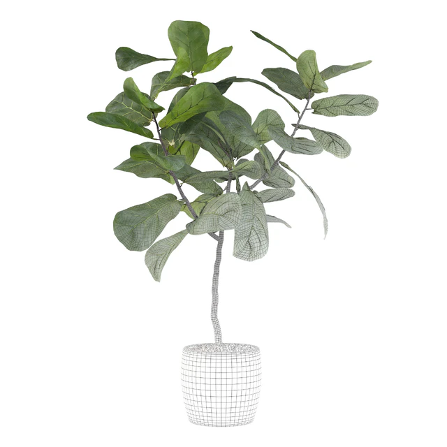Plants collection 101 - ficus lyrata — Download