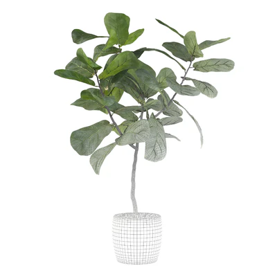 Plants collection 101 - ficus lyrata — View 6