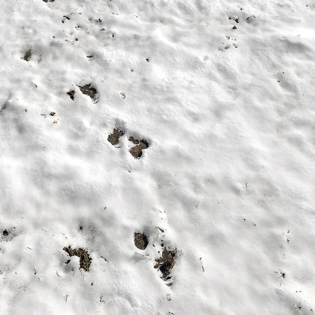 Snow — Descargar
