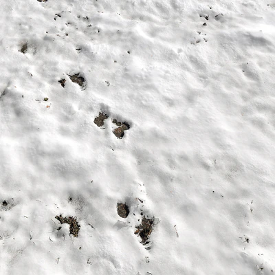 Snow — Ver 5