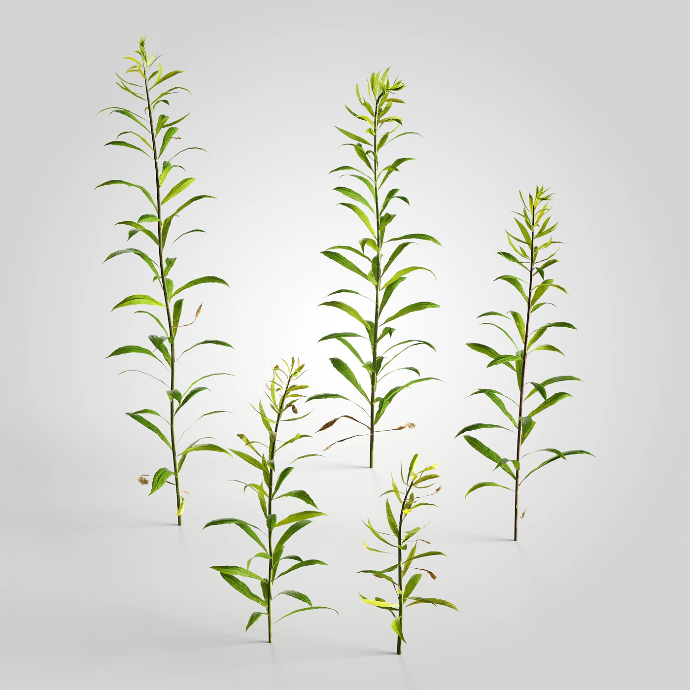 low poly plants 001 — Descargar
