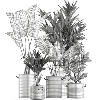 Plant Collection 595. Concrete flowerpot, banana, howea, palm, plumeria, strelitzia, industrial style, Howea forsteriana — Ver 5