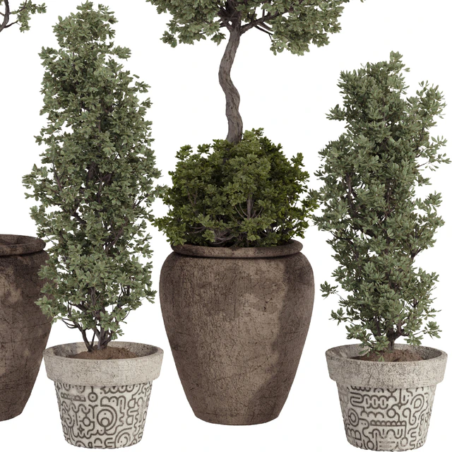 Indoor Bohemian Olive Bonsai Tree and Bush in Pottery Pot 199 — Скачать