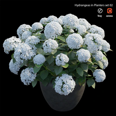 Hydrangea in planters set 02 — Вид 4