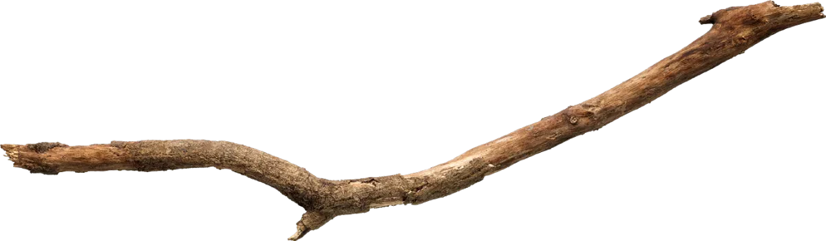 old tree branch 009 — Descargar