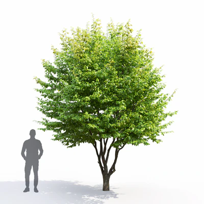 Carpinus Caroliniana — Вид 6