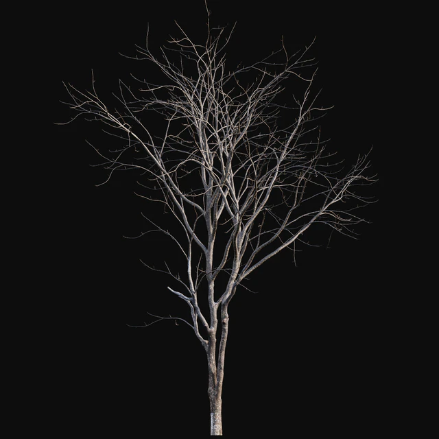Juglans regia - Common walnut - winter - snow — Descargar