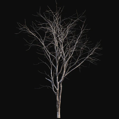 Juglans regia - Common walnut - winter - snow — Ver 6