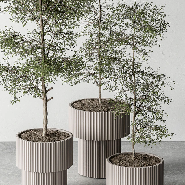 indoor Plant 497 - Sapling Tree — Descargar