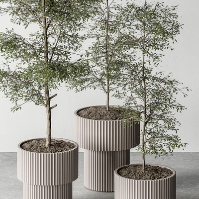 indoor Plant 497 - Sapling Tree — Ver 4