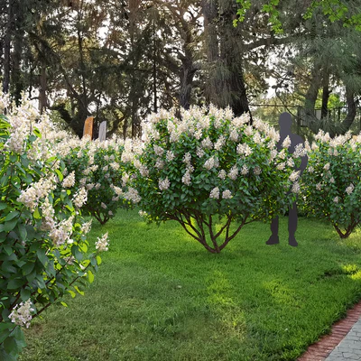 Hydrangea Paniculata — Вид 7