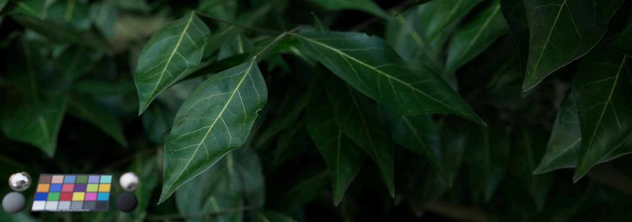 leaf 010 — Скачать