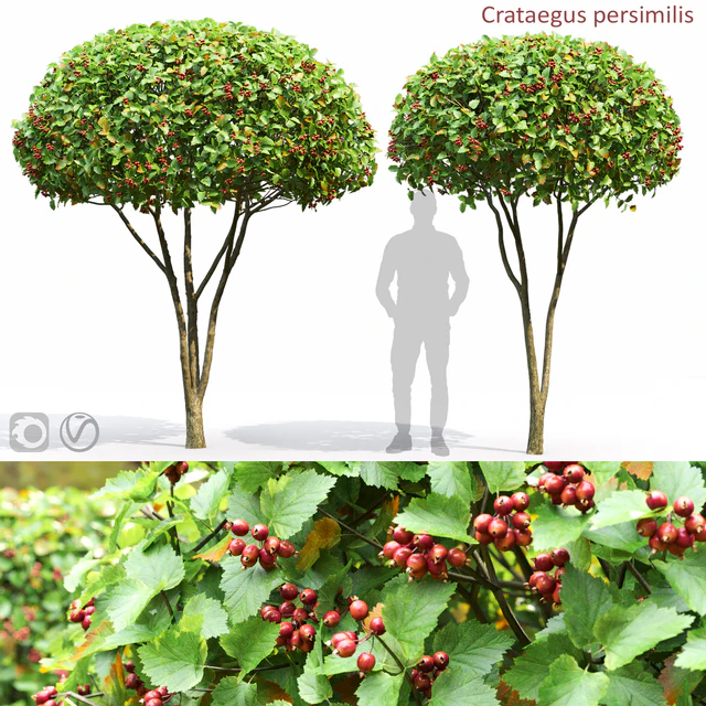 Crataegus — Скачать
