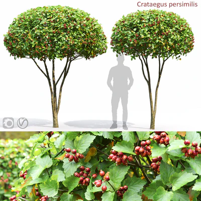 Crataegus — Вид 6